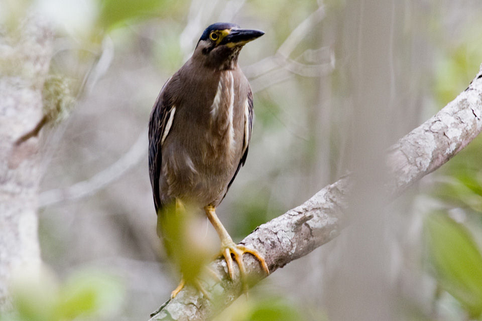 Striated Heron (Butorides striatus)